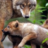 Selon les organisations signataires de la lettre ouverte à Albert Rösti, le projet d'ordonnance sur la chasse ne tient pas compte des garanties données par les autorités lors de l'approbation par le peuple, en 2020, de la loi révisée sur la chasse...